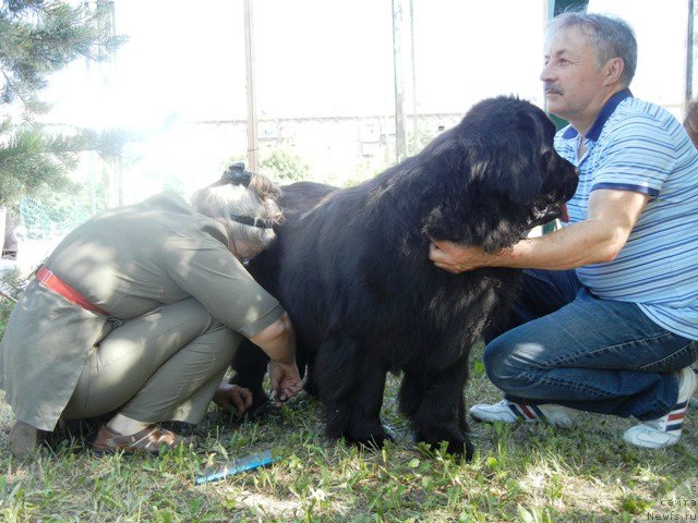 Фото: ньюфаундленд N'yufort Tancuyuschaya Koroleva (Ньюфорт Танцующая Королева)