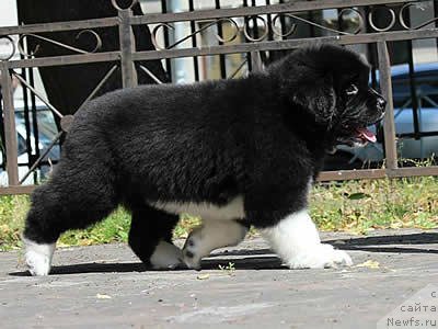 Фото: ньюфаундленд Piternyuf Ola Va O La Spacca (Питерньюф Ола Ва О Ла Спакка)