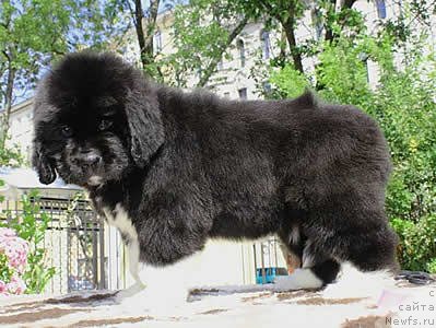 Фото: ньюфаундленд Piternyuf Ola Va O La Spacca (Питерньюф Ола Ва О Ла Спакка)