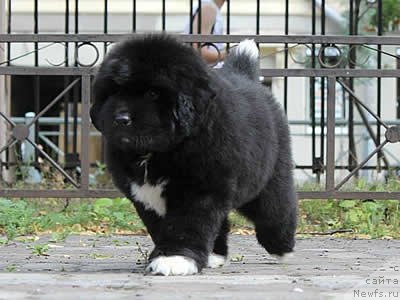 Фото: ньюфаундленд Piternyuf O Tempora O Mores (Питерньюф О Темпора О Морес)