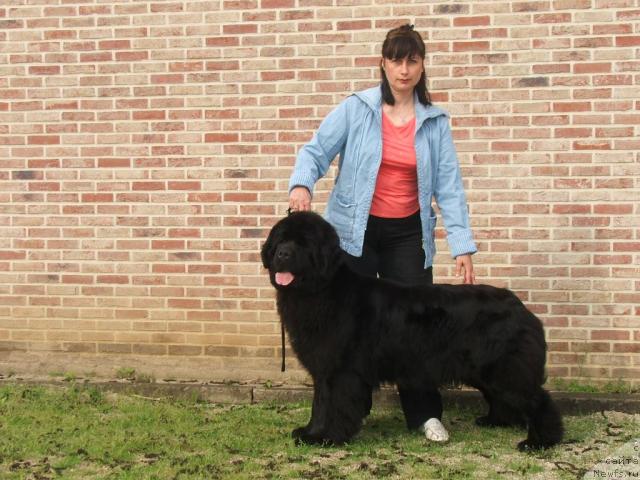 Фото: ньюфаундленд Plushevaya Panda Anabella Beautiful (Плюшевая Панда Анабелла Бьютифул)