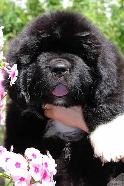 Фото: ньюфаундленд Piternyuf Omnia Vincet Amor (Питерньюф Омниа Винсет Амор)