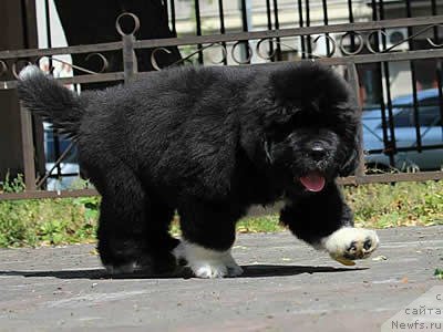 Фото: ньюфаундленд Piternyuf Omnia Vincet Amor (Питерньюф Омниа Винсет Амор)