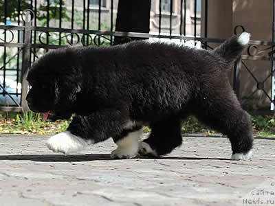Фото: ньюфаундленд Piternyuf Omnia Vincet Amor (Питерньюф Омниа Винсет Амор)