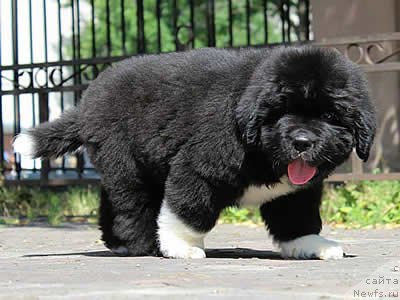 Фото: ньюфаундленд Piternyuf Omnia Vincet Amor (Питерньюф Омниа Винсет Амор)