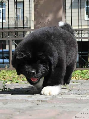 Фото: ньюфаундленд Piternyuf Omnia Vincet Amor (Питерньюф Омниа Винсет Амор)