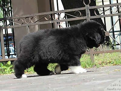 Фото: ньюфаундленд Piternyuf Omnia Vincet Amor (Питерньюф Омниа Винсет Амор)