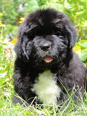 Фото: ньюфаундленд Piternyuf Omnia Vincet Amor (Питерньюф Омниа Винсет Амор)