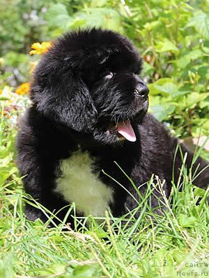 Фото: ньюфаундленд Piternyuf Omnia Vincet Amor (Питерньюф Омниа Винсет Амор)