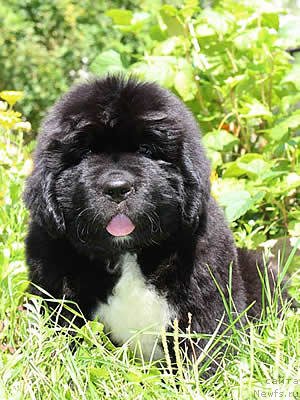 Фото: ньюфаундленд Piternyuf Omnia Vincet Amor (Питерньюф Омниа Винсет Амор)