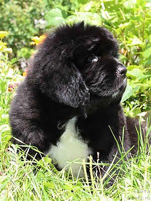 Фото: ньюфаундленд Piternyuf Omnia Vincet Amor (Питерньюф Омниа Винсет Амор)