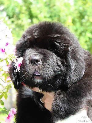 Фото: ньюфаундленд Piternyuf Omnia Vincet Amor (Питерньюф Омниа Винсет Амор)