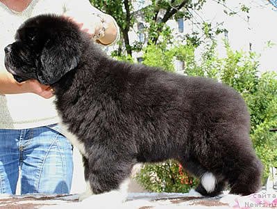 Фото: ньюфаундленд Piternyuf Omnia Vincet Amor (Питерньюф Омниа Винсет Амор)