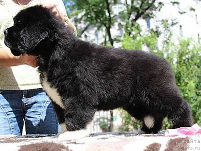 Фото: ньюфаундленд Piternyuf Omnia Vincet Amor (Питерньюф Омниа Винсет Амор)