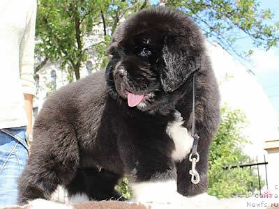 Фото: ньюфаундленд Piternyuf Omnia Vincet Amor (Питерньюф Омниа Винсет Амор)