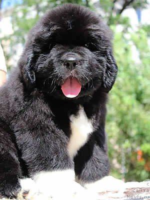 Фото: ньюфаундленд Piternyuf Omnia Vincet Amor (Питерньюф Омниа Винсет Амор)