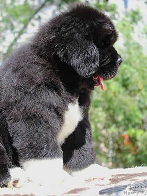 Фото: ньюфаундленд Piternyuf Omnia Vincet Amor (Питерньюф Омниа Винсет Амор)