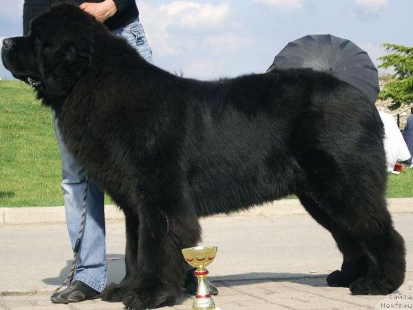 Фото: ньюфаундленд King of Helluland Choose Me (King of Helluland Choose Me)