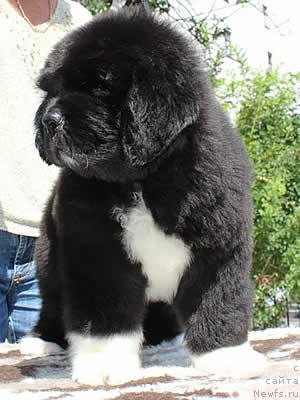 Фото: ньюфаундленд Piternyuf Omnia Vincet Amor (Питерньюф Омниа Винсет Амор)