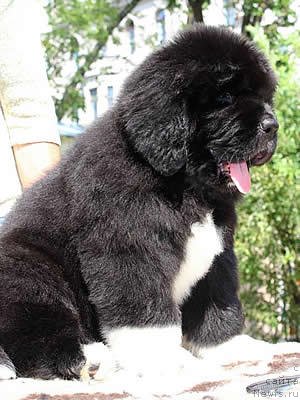 Фото: ньюфаундленд Piternyuf Omnia Vincet Amor (Питерньюф Омниа Винсет Амор)