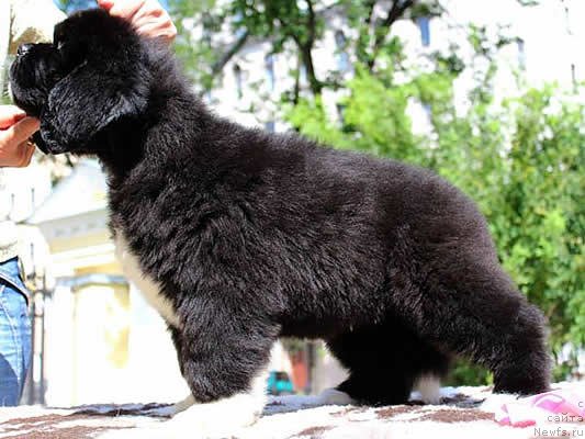 Фото: ньюфаундленд Piternyuf Omnia Vincet Amor (Питерньюф Омниа Винсет Амор)