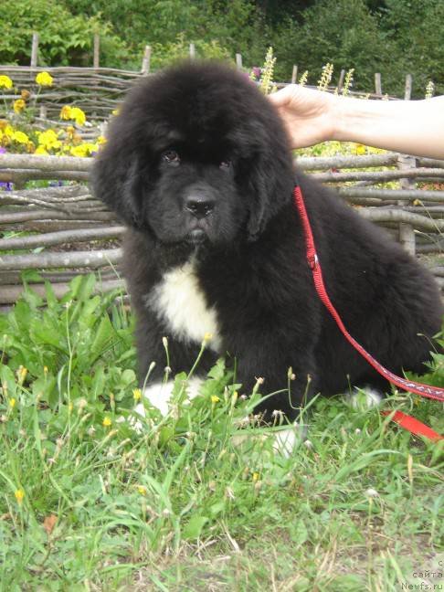 Фото: ньюфаундленд Piternyuf Omnia Vincet Amor (Питерньюф Омниа Винсет Амор)