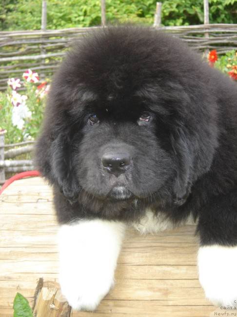 Фото: ньюфаундленд Piternyuf Omnia Vincet Amor (Питерньюф Омниа Винсет Амор)