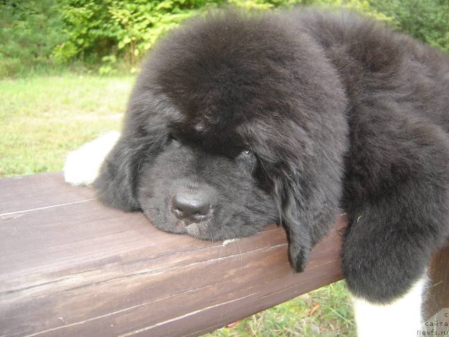 Фото: ньюфаундленд Piternyuf Omnia Vincet Amor (Питерньюф Омниа Винсет Амор)