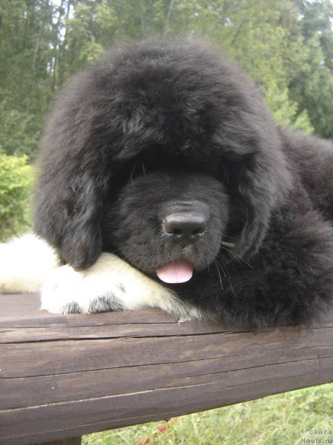 Фото: ньюфаундленд Piternyuf Omnia Vincet Amor (Питерньюф Омниа Винсет Амор)