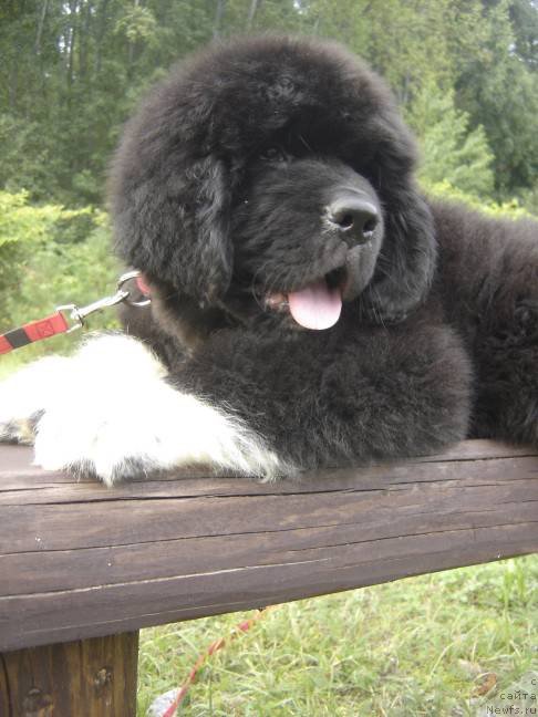 Фото: ньюфаундленд Piternyuf Omnia Vincet Amor (Питерньюф Омниа Винсет Амор)