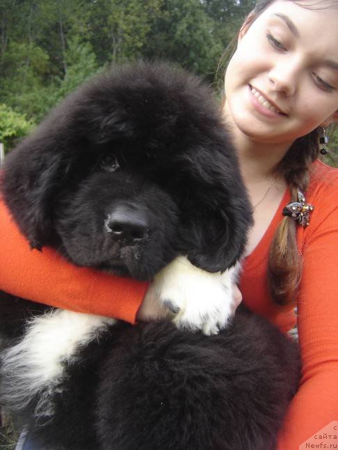 Фото: ньюфаундленд Piternyuf Omnia Vincet Amor (Питерньюф Омниа Винсет Амор), Anastasiya Kormakova (Анастасия Кормакова)