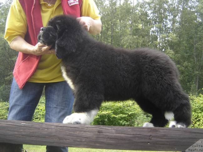 Фото: ньюфаундленд Piternyuf Omnia Vincet Amor (Питерньюф Омниа Винсет Амор)