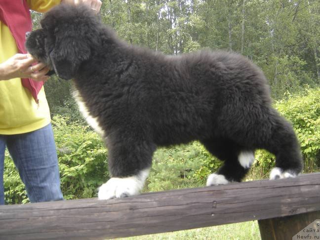 Фото: ньюфаундленд Piternyuf Omnia Vincet Amor (Питерньюф Омниа Винсет Амор)