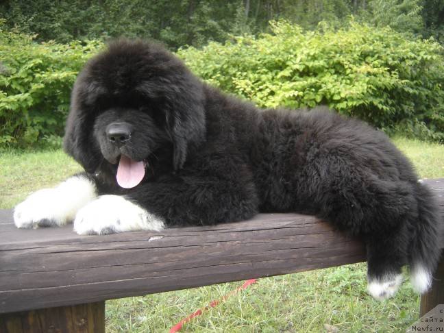 Фото: ньюфаундленд Piternyuf Omnia Vincet Amor (Питерньюф Омниа Винсет Амор)