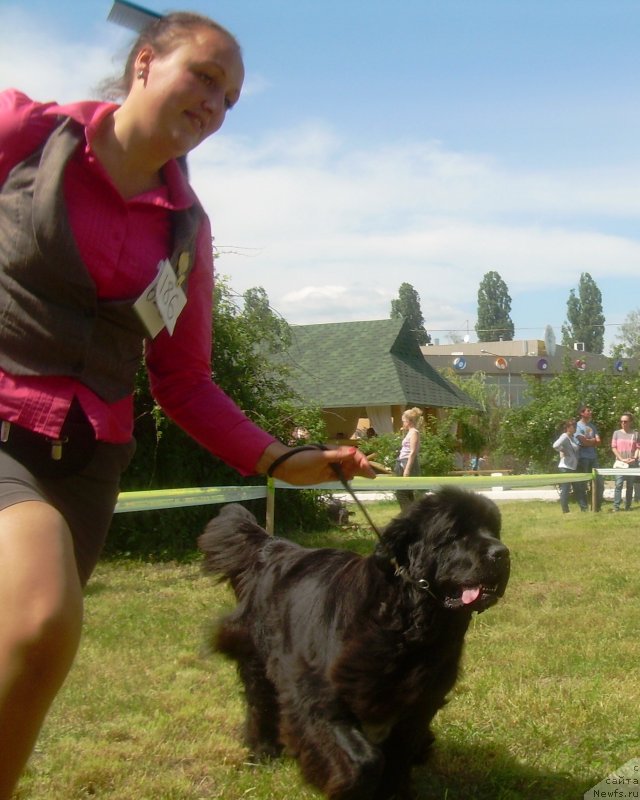 Фото: ньюфаундленд Velyke Malyatko Yaskrava Usmishka