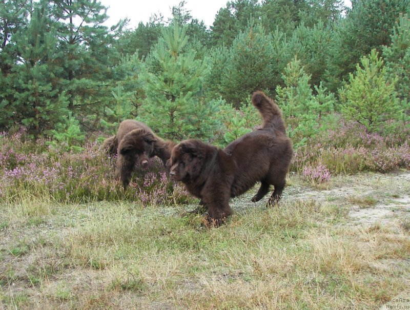 Фото: ньюфаундленд Aquatoriya Kelvin Heather Honey (Акватория Келвин Хизер Хани), ньюфаундленд Fann'yuf Aurika Abissiniya (Фанньюф Аурика Абиссиния)
