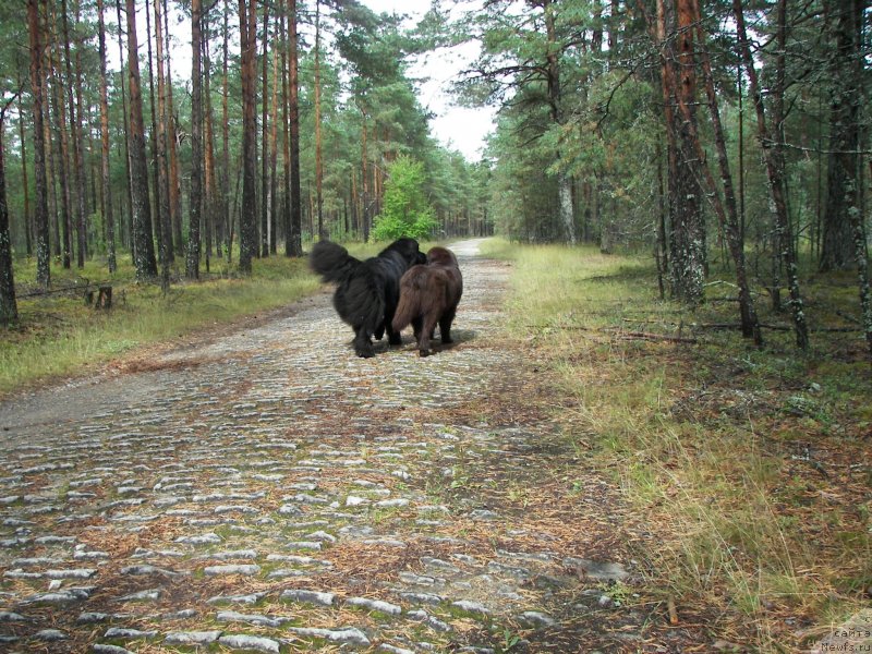 Фото: ньюфаундленд Dar Svezy Unessa Korona Australis (Дар Свезы Юнесса Корона Аустралис), ньюфаундленд Fann'yuf Aurika Abissiniya (Фанньюф Аурика Абиссиния)