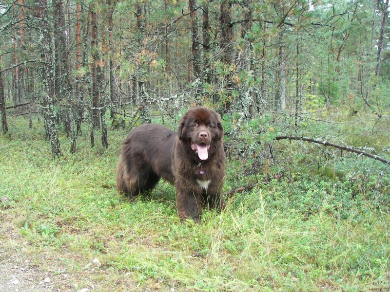 Фото: ньюфаундленд Aquatoriya Kelvin Heather Honey (Акватория Келвин Хизер Хани)