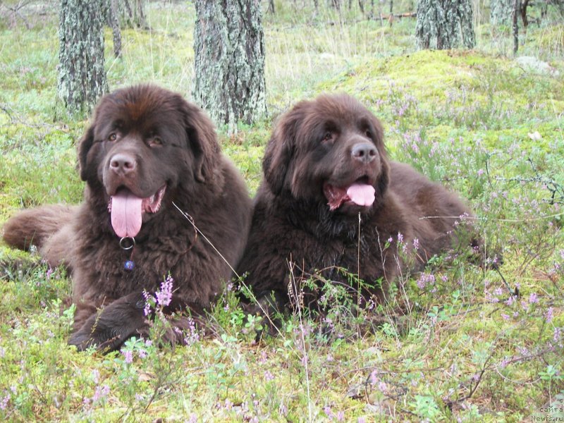 Фото: ньюфаундленд Aquatoriya Kelvin Heather Honey (Акватория Келвин Хизер Хани), ньюфаундленд Fann'yuf Aurika Abissiniya (Фанньюф Аурика Абиссиния)