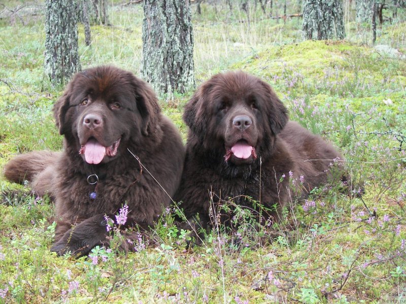 Фото: ньюфаундленд Aquatoriya Kelvin Heather Honey (Акватория Келвин Хизер Хани), ньюфаундленд Fann'yuf Aurika Abissiniya (Фанньюф Аурика Абиссиния)