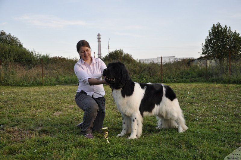 Фото: ньюфаундленд Callistos Resolution