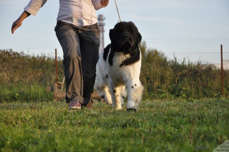 Фото: ньюфаундленд Callistos Resolution