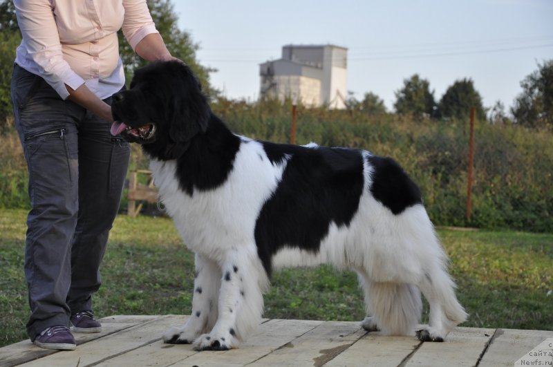 Фотография № 133382