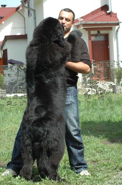 Фото: ньюфаундленд King of Helluland Choose Me (King of Helluland Choose Me)