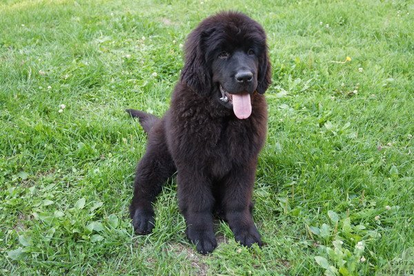 Фотография № 133395