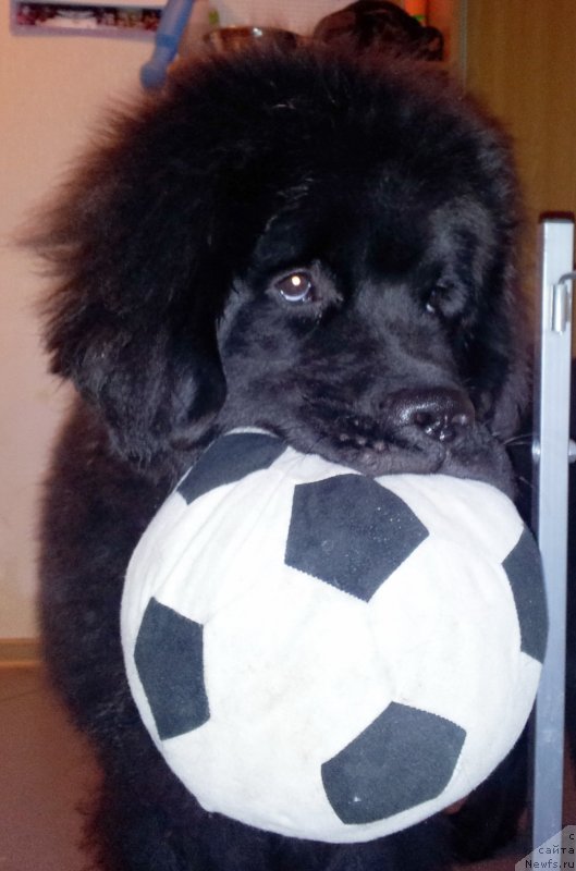 Фото: ньюфаундленд Beguschaya po Volnam Esperanto Etulo CHui (Бегущая по Волнам Есперанто Етуло Чуи)