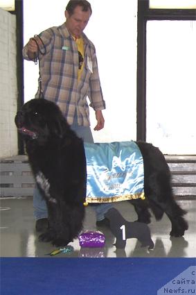 Фото: ньюфаундленд Plushevaya Panda Alex Show (Плюшевая Панда Алекс Шоу)