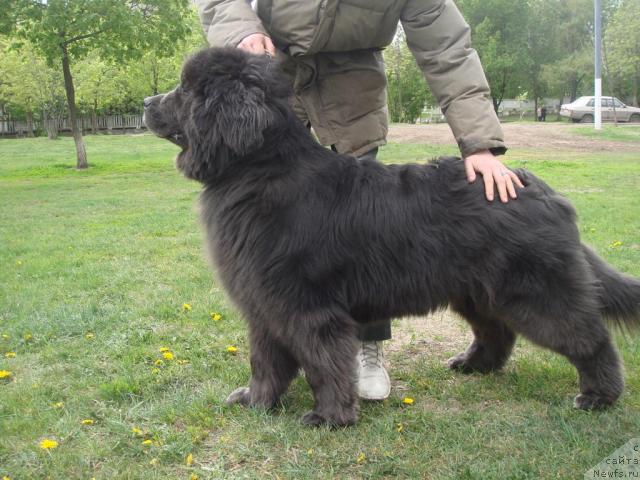 Фото: ньюфаундленд Severtan Madjesta (Севертан Маджеста)