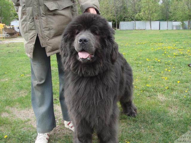 Фото: ньюфаундленд Severtan Madjesta (Севертан Маджеста)