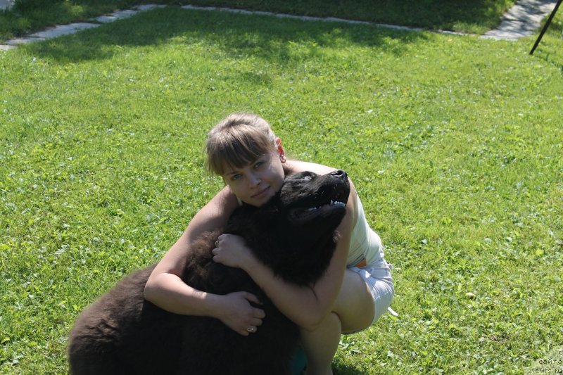 Фото: ньюфаундленд Laymar Seynari (Лаймар Сейнари)